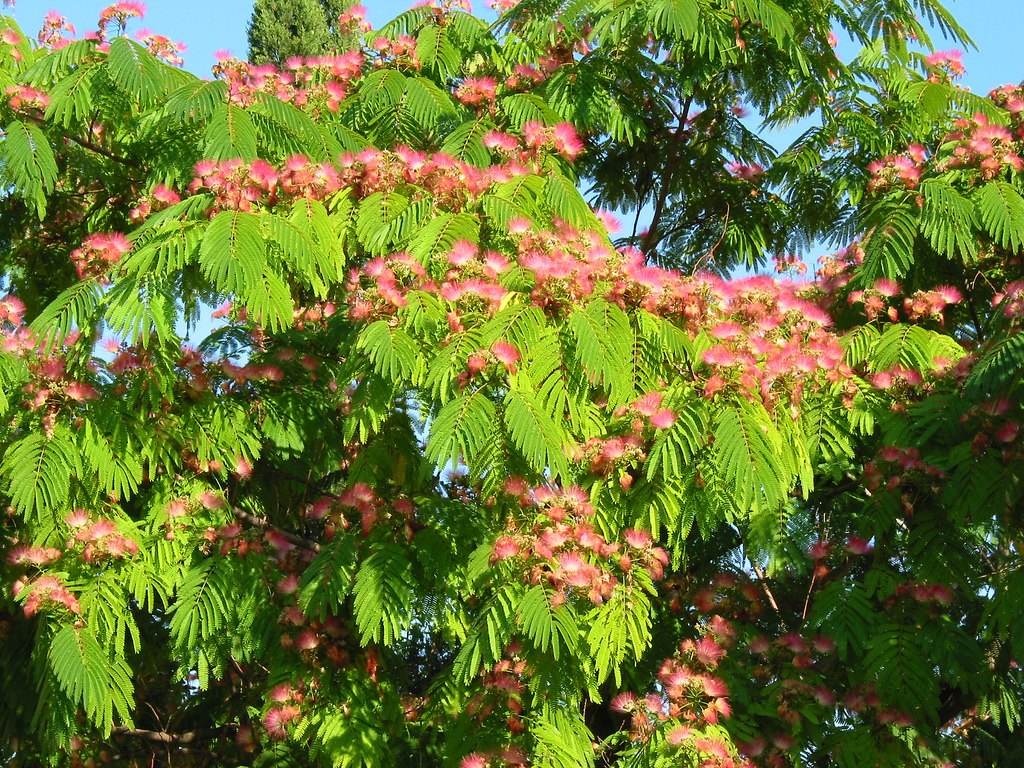 Цветущие деревья на юге фото и названия