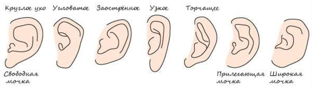 Почему уши разные. Форма мочки ушной раковины. Форма ушей физиогномика. Форма мочки уха и характер человека. Форма ушей по мочкам ушей.